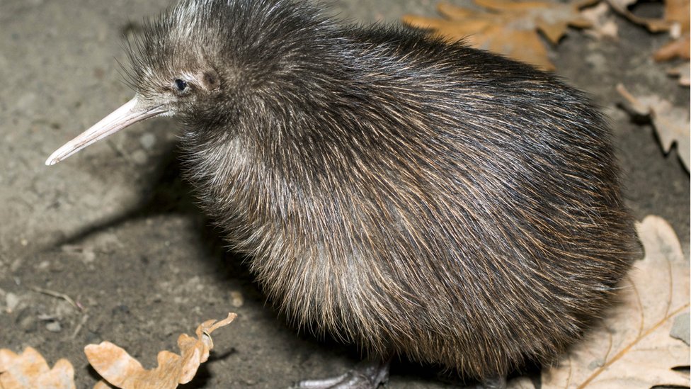 burung kiwi ULLSTEIN BILD/GETTY IMAGES