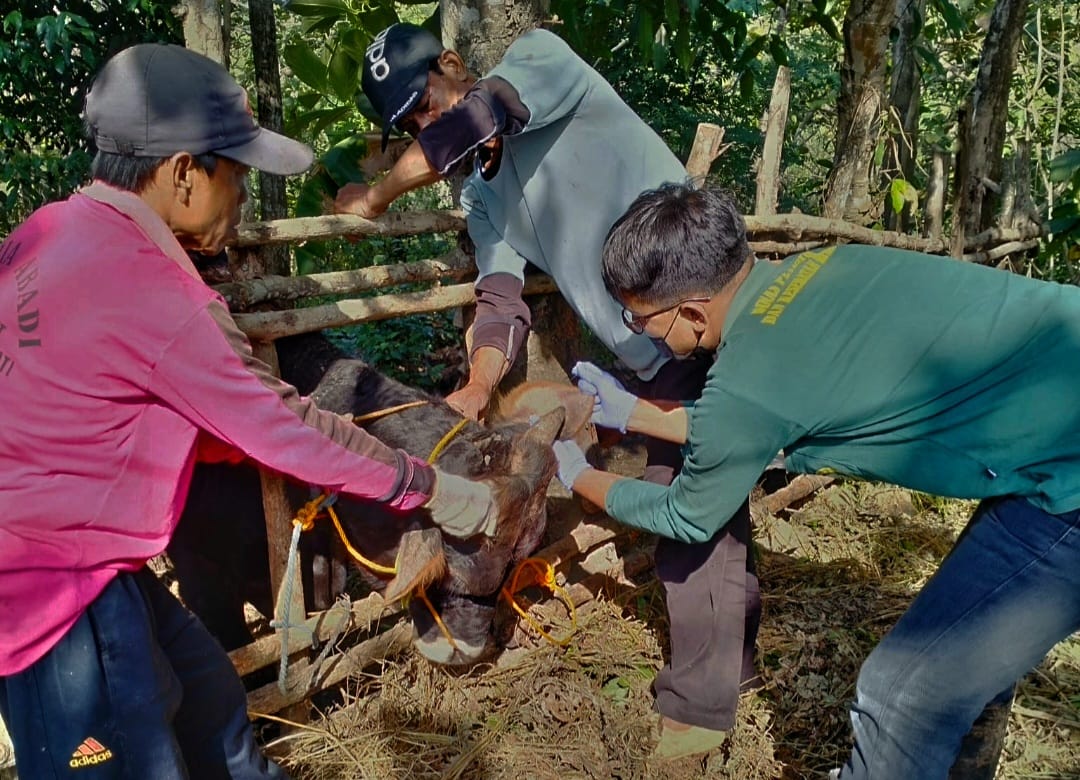 BIAR SEHAT - Petugas tengah melakukan vaksinasi terhadap hewan ternak agar terlindungi dari ancaman penyakit. Foto: Gunawan/Radar Jogja
