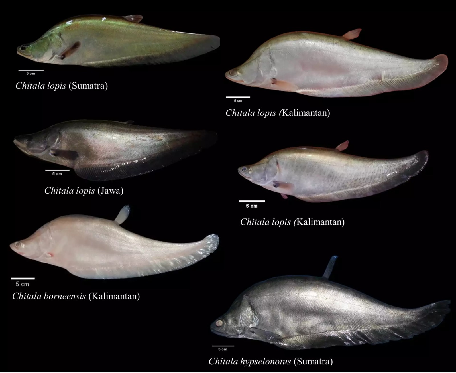 foto sepsis ikan belida ( brin.go.id )