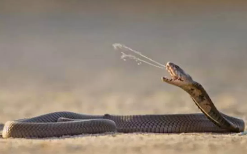 Ilustrasi serangan ular Cobra. (jawapos.com)