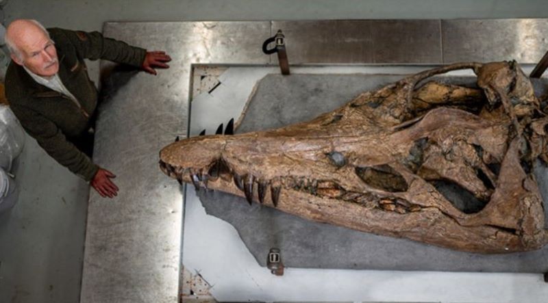 Fosil Pliosaurus. (website/BBC Indonesia)