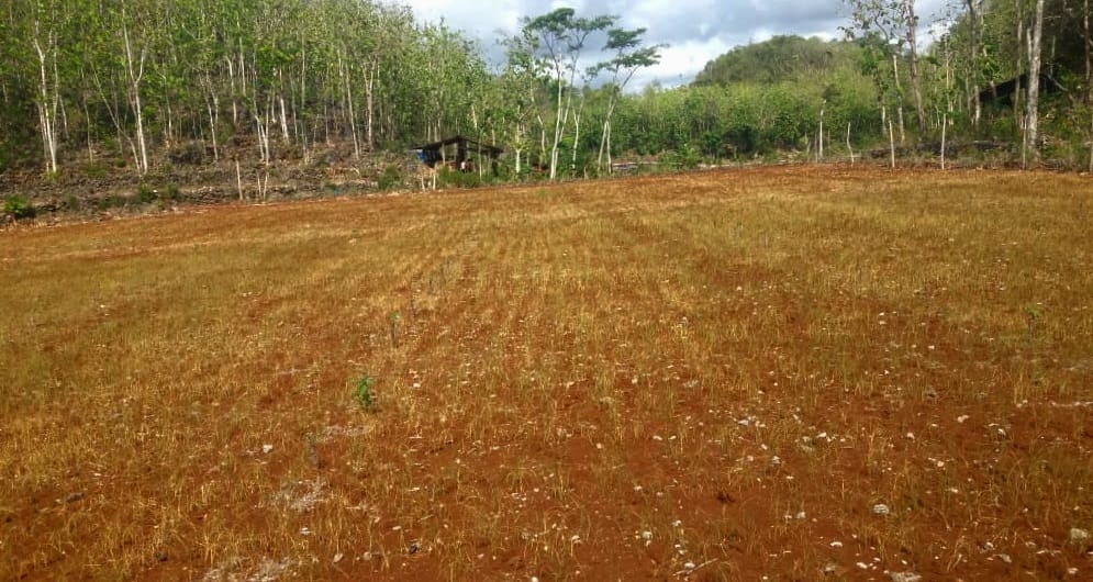 GAGAL TUMBUH: Kondisi tanaman pada lahan tumpangsari di wilayah Wonotoro, Pucung, Girisubo mati mengering Rabu (20/12/2023). (Gunawan/Radar Jogja)