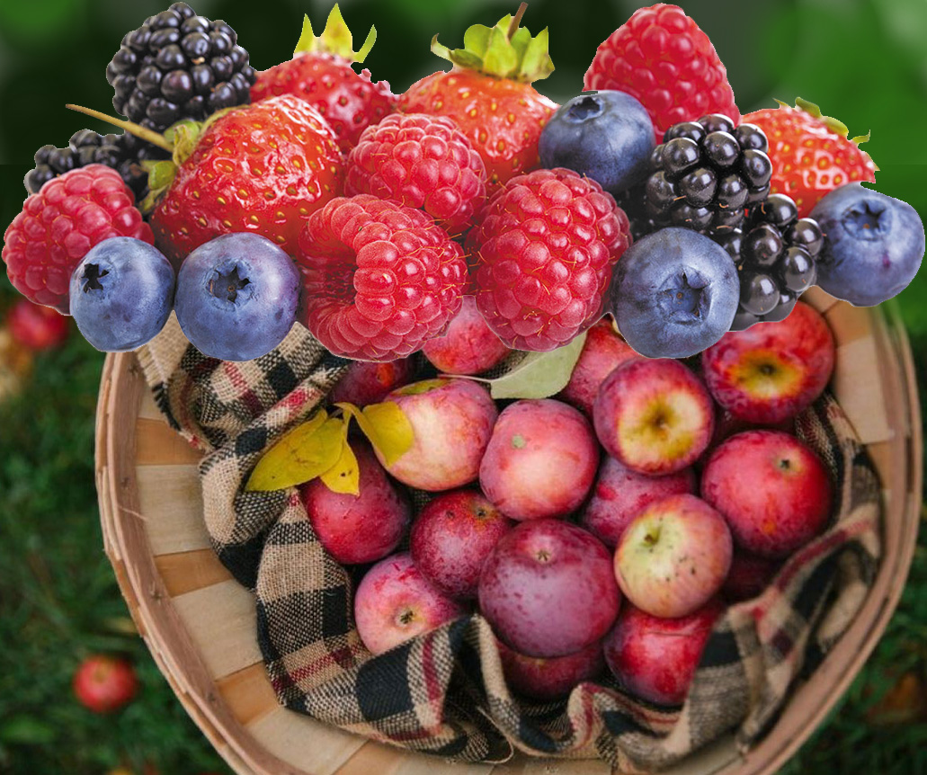 Kompilasi Berries dan Apel. (Pinterest)