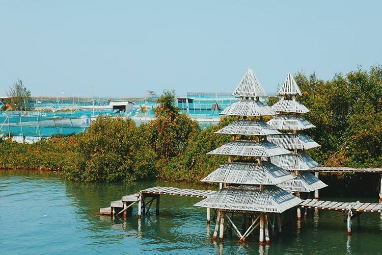 Hutan Mangrove di Sekitar Pantai Congot, sumber ig @ahmadlunadri