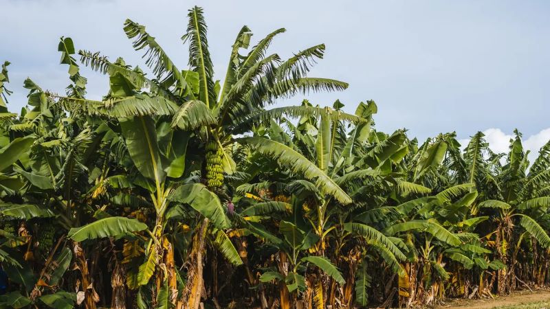 Rindangnya pepohonan pisang. Pisang memiliki segudang khasiat setiap bagian-bagian pohonnya. (liputan6)