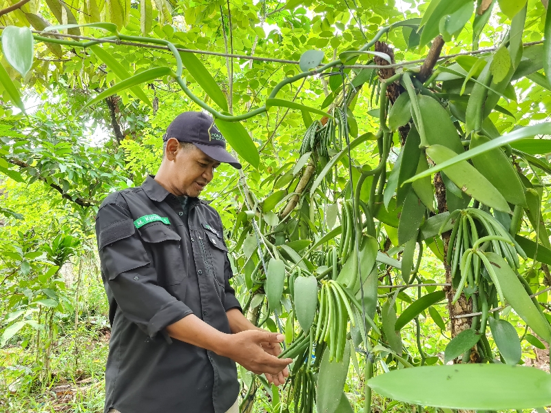 BUDI DAYA: Irul tengah memperlihatkan vanili di pekarangan rumahnya. Dia bersama sejumlah warga aktif mengembangkan budi daya vanili. (NAILA NIHAYAH/RADAR JOGJA)