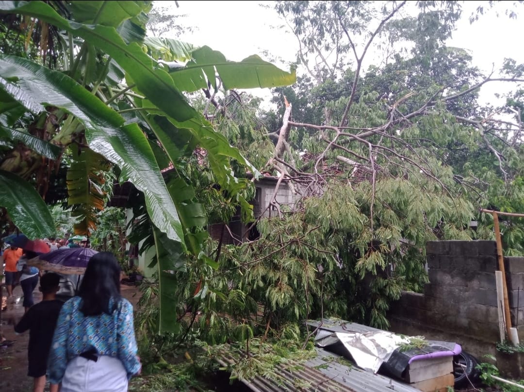 Pohon tumbang menimpa rumah di sejumlah wilayah di Kabupaten Purworejo akibat hujan deras disertai angin kencang yang terjadi pada Rabu (3/1) sore.