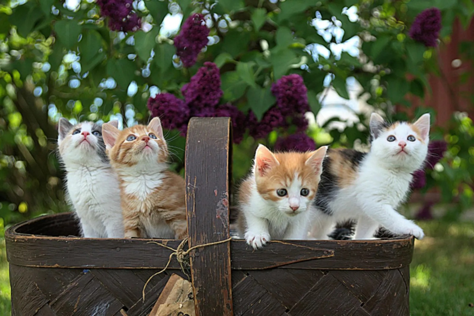identik dijadikan peliharan,nyatanya tidak dibeberapa negara yang menjadikan kucing sebagai bahan konsumsi  (popbela.com)