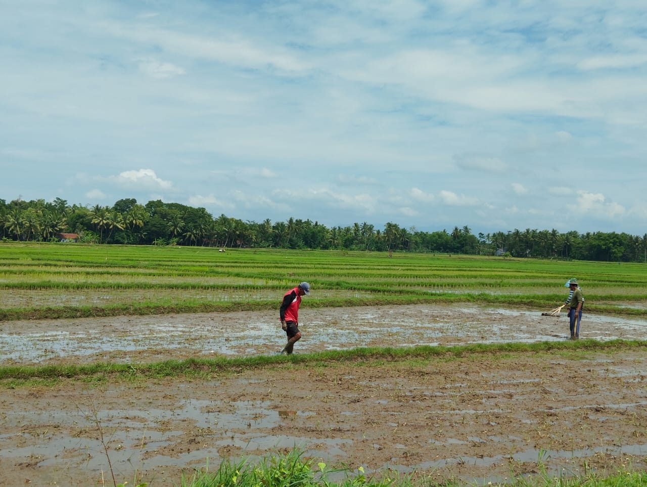 Para petani di wilayah Kecamatan Banyuurip saat mengolah tanah dan segera siap untuk ditanami padi, Selasa (9/1)