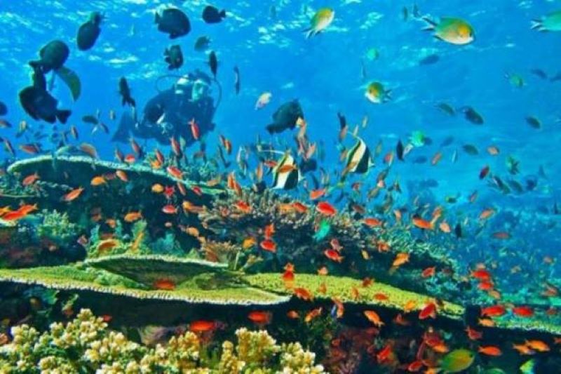 Dokumen foto pemandangan bawah laut Sawarkawafor di Kabupaten Biak Nimfor, Papua. Pemerintah Kabupaten Biak Nimfor berencana membangun museum bawah laut, kini dalam proses pengajuan.