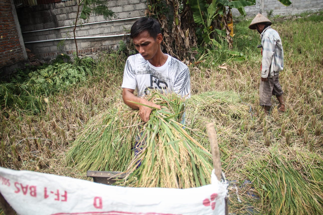 PANEN: Anggota kelompok Tani Bulus Kulon merontokkan padi yang telah dipanen menggunakan mesin di wilayah Kalurahan Sumberagung, Kapanewon Jetis, Bantul.