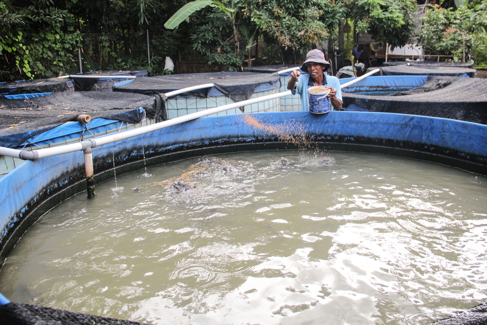 SIAP: Pembudidaya ikan lele sedang memberikan pakan di kolam ikan budidaya di Dusun Plumutan, Kalurahan Mulyodadi, Bambanglipuro, Bantul, Kamis (11/1).