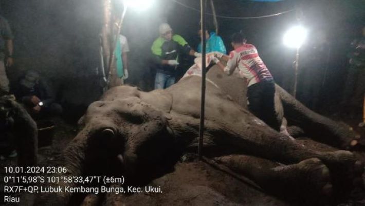 Tragedi Pembunuhan Gajah Rahman di Taman Nasional Tesso Nilo, Diracun dan Gadingnya Dicuri oleh Pemburu. Foto: IST