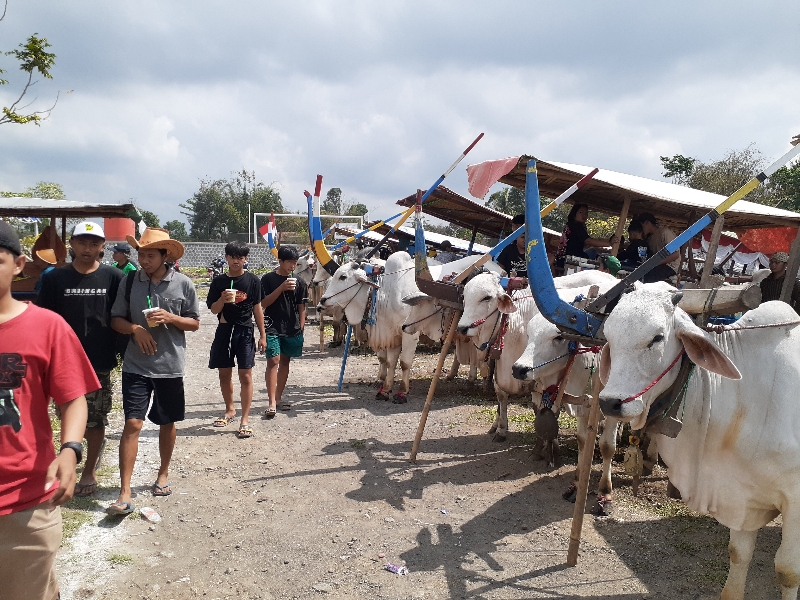 TRADISI: uasana festival gerobak sapi yang digelar di kalurahan Caturharjo, Sleman beberapa waktu lalu.