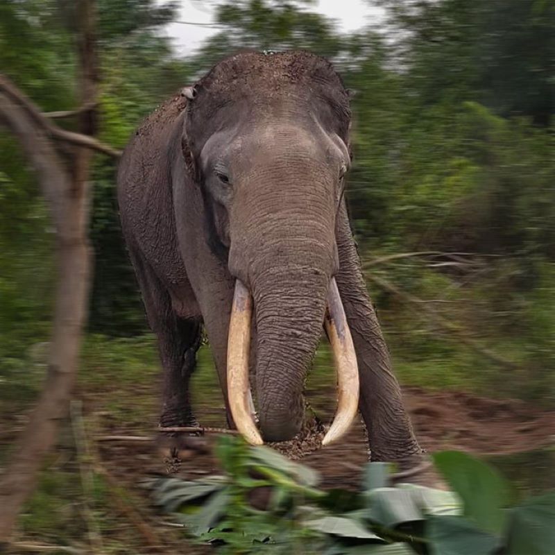 Gajah Rahman yang meninggal diduga karena perburuan liar dan gadingnya diambil oleh oknum tidak bertanggung jawab.