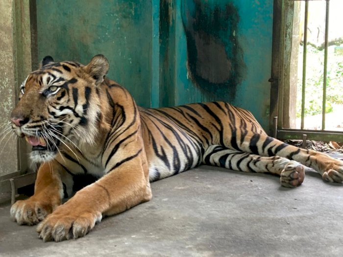 kondisi hariamu yang sakit di Medan Zoo