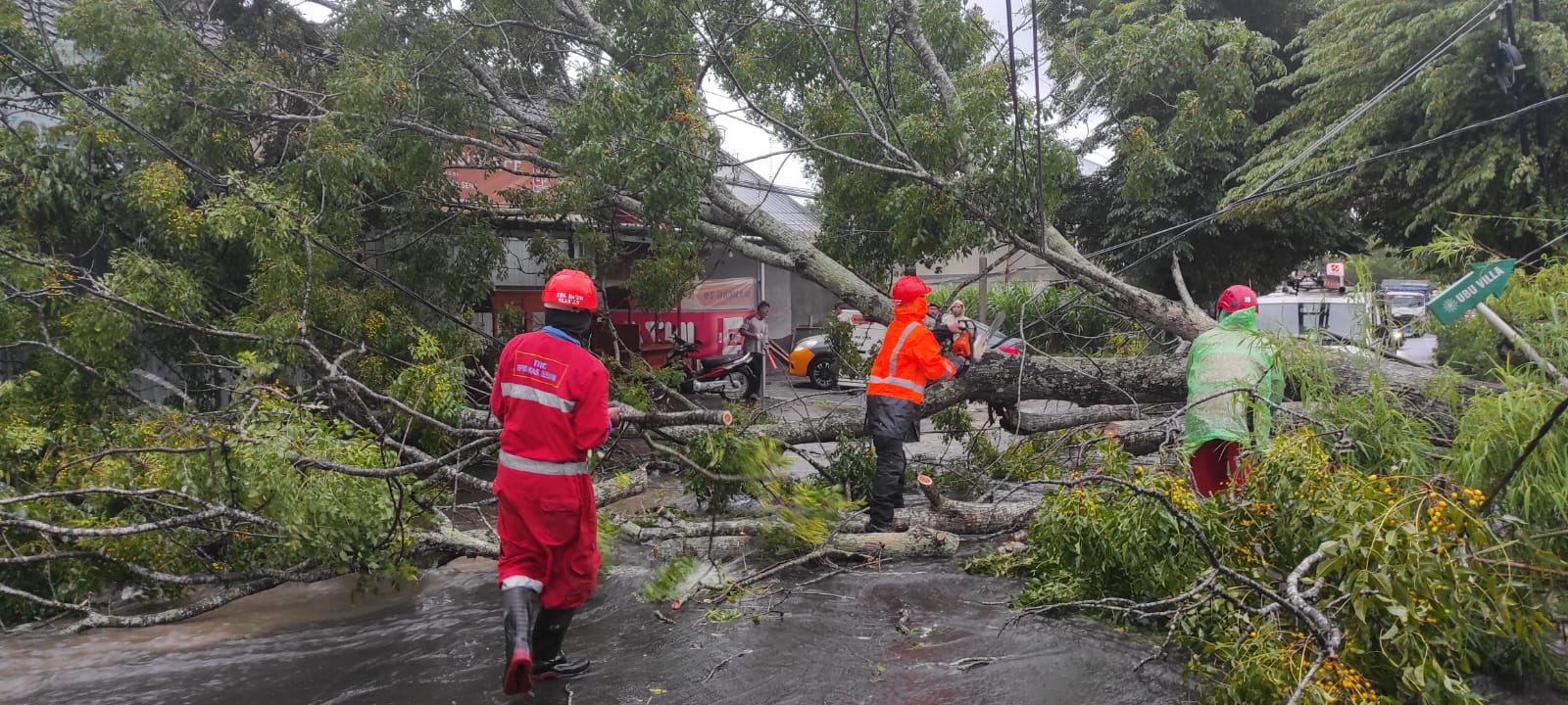 AMBRUK:Petugas BPBD Sleman saat melakukan asesmen pohon tumbang pada wilayah terdampak terdampak hujan deras disertai angin kencang pada Jumat (19/1).