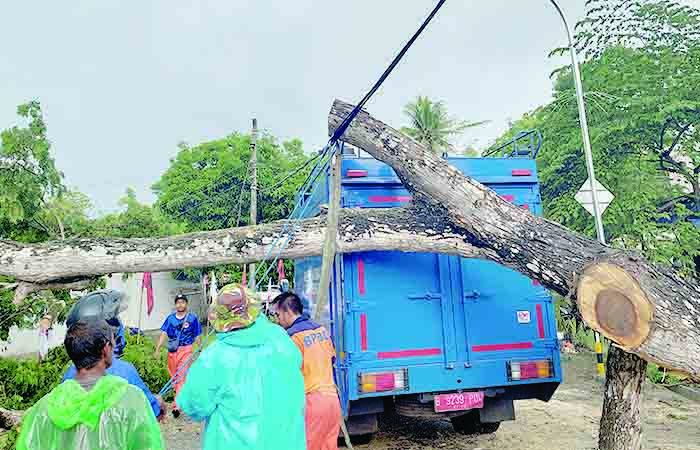 PERBAIKAN: Pohon tumbang yang mengganggu jaringan listrik di ruas jalan Margosari-Kepek. Pohon tumbang menimpa kabel listrik. Akibatnya terjadi gangguan jaringan listrik.