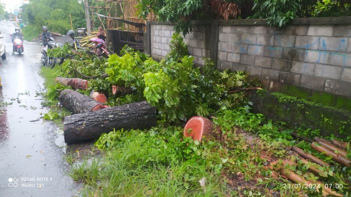 DIPOTONG: Suasana assessment kejadian pohon tumbang di Jalan Godean Km.13, Sidorejo, Godean, Selasa (23/1). Dalam peristiwa tersebut ada satu orang tewas akibat menabrak poho