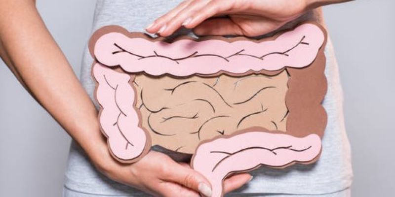 Ilustrasi alat pencernaan, organ usus.