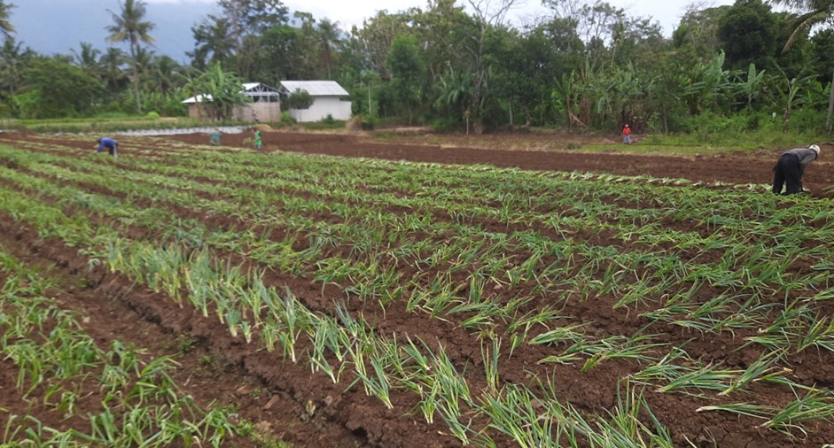 Komoditas bawang merah menjadi salah satu potensi yang dimiliki Desa Cikaso.