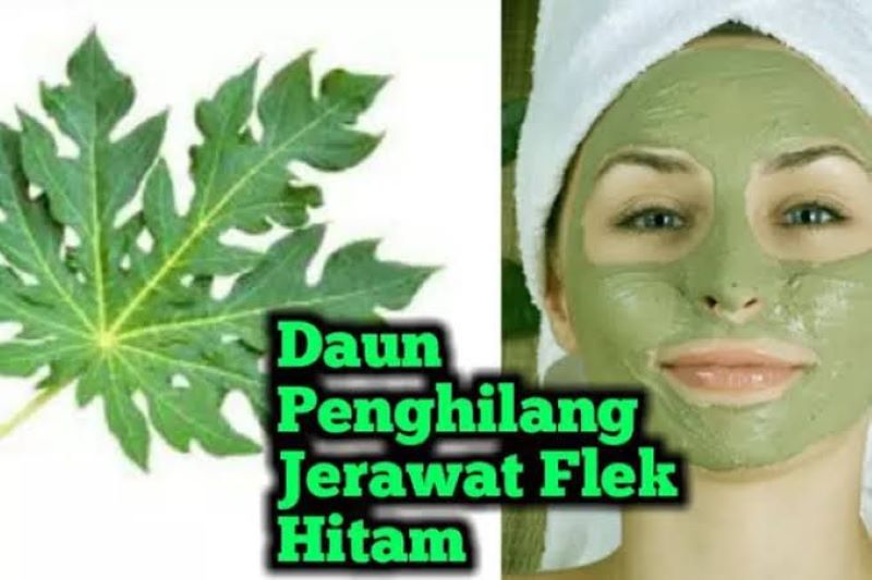Daun Pepaya punya keistimewaan selain menyehatkan tubuh, juga dapat menghilangkan flek hitam pada wajah. Begini resepnya !
