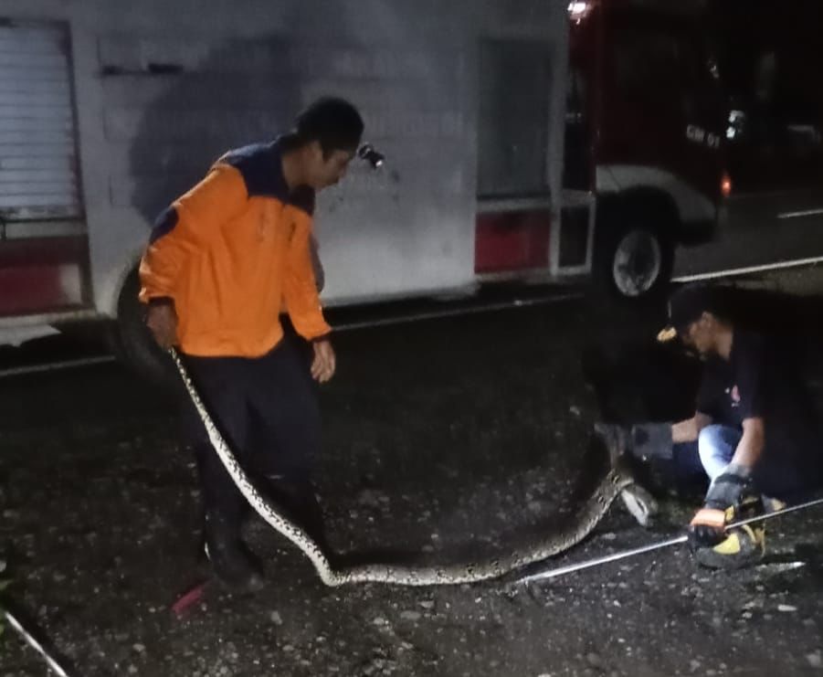 TANGKAP: Persenel Damkar sedang mengamankan Ular Sanca Kembang yang memangsa hewan ternak warga, di Derwolo.