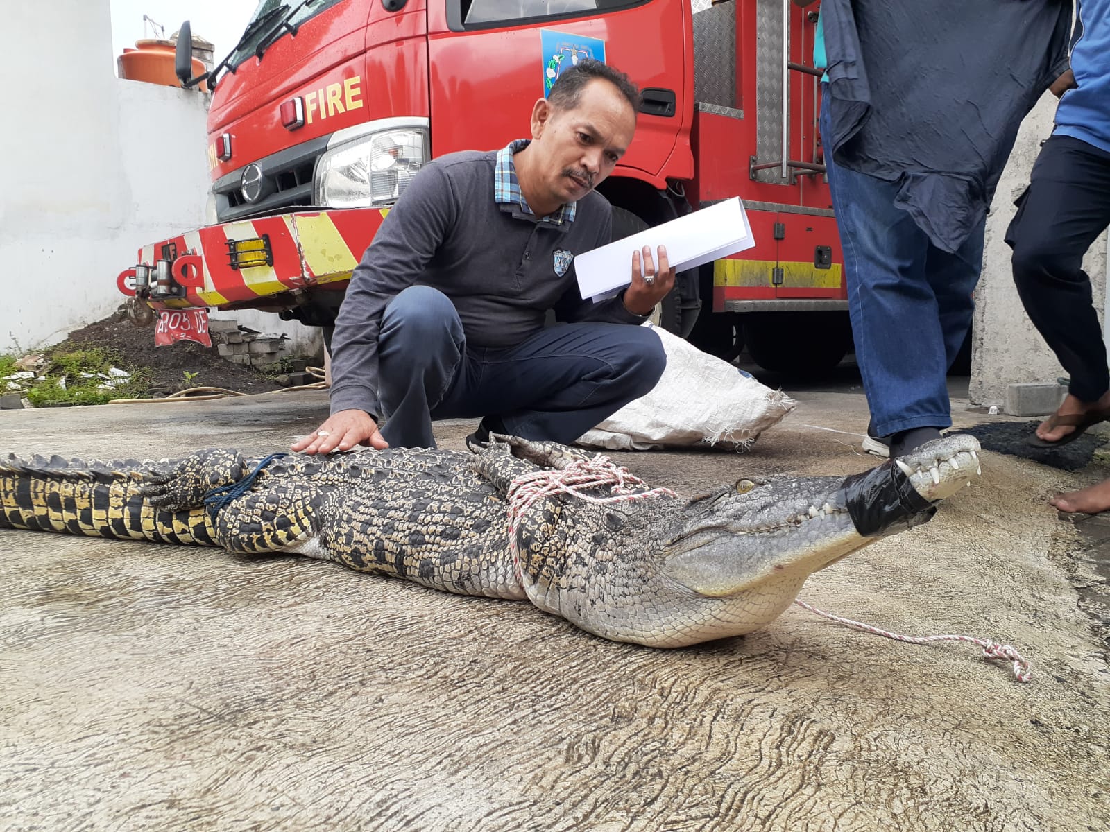 SIGAP: Suasana evakuasi buaya muara yang ditemukan pada sebuah sungai di Kalasan. Reptil tersebut sudah dievakuasi oleh BKSDA Jogjakarta dari kantor Pemadam Kebakaran Sleman.