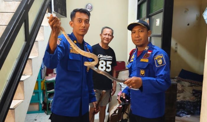 Petugas mengevakuasi ular liar yang masuk ke rumah warga Kota Jogja.