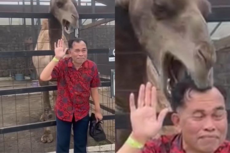 Momen Lucu Bapak-Bapak Berpose dengan Unta Saat Photoshoot Kepala MalahJadi Camilan, Netizen: Dikira Semangka Arab!