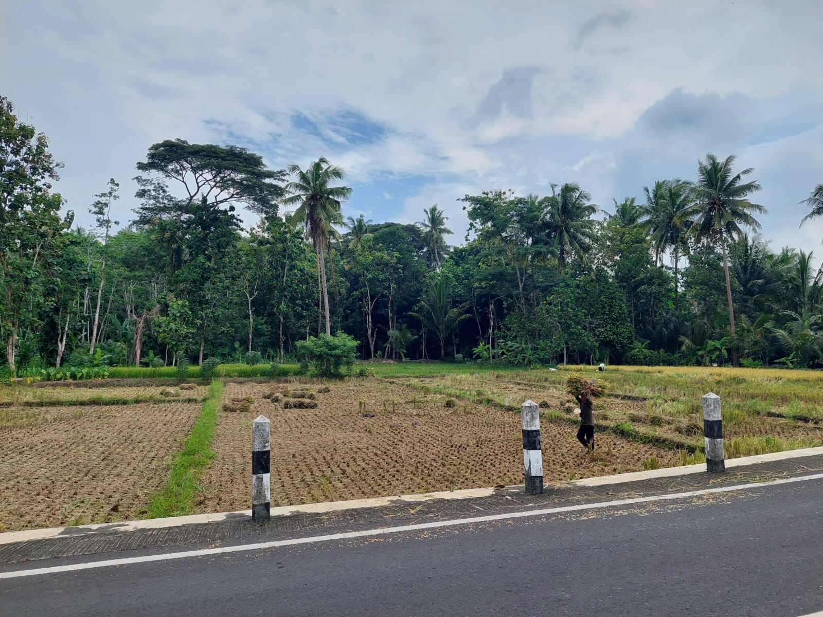 EXIT: Petani membawa jerami diatas kepala usai melakukan panen di sawah Area Kapanewon Nanggulan, Kulon Progo.
