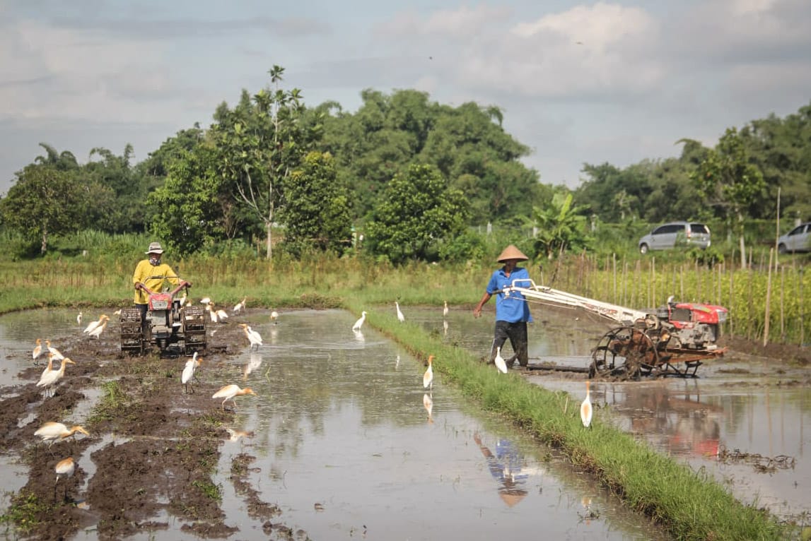 EFISIEN: Petani mengolah lahan menggunakan traktor di Padukuhan Blawong, Kalurahan Trimulyo, Jetis, Bantul.