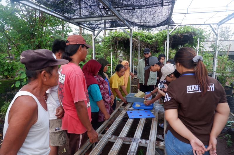 Mahasiswa KKN PPM UMBY Kelompok 11 saat memberikan pelatihan menanam dengan sistem hidroponik menggunakan media rockwool.