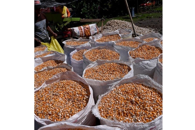 Foto: Jagung menjadi salah satu komoditas andalan bagi masyarakat Desa Daenaa. (Dok. Kementerian Desa PDTT)
