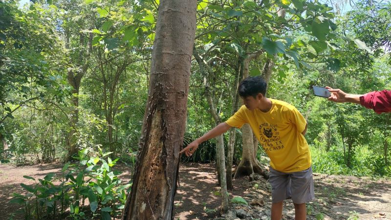 BIKIN GELI: Warga menunjukkan salah satu sarang ulat flamboyan yang berada di pohon Sepe.