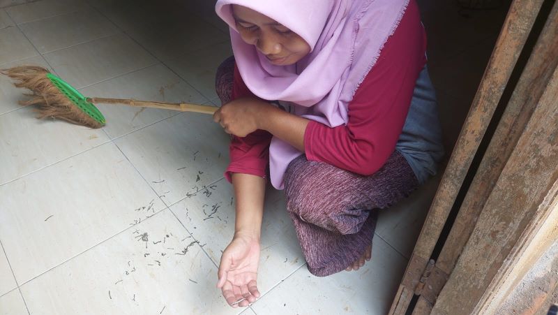BIKIN GELI: Salah satu warga sedang menyapu kawanan ulat flamboyan yang terjatuh dari plafon ke lantai rumahnya.