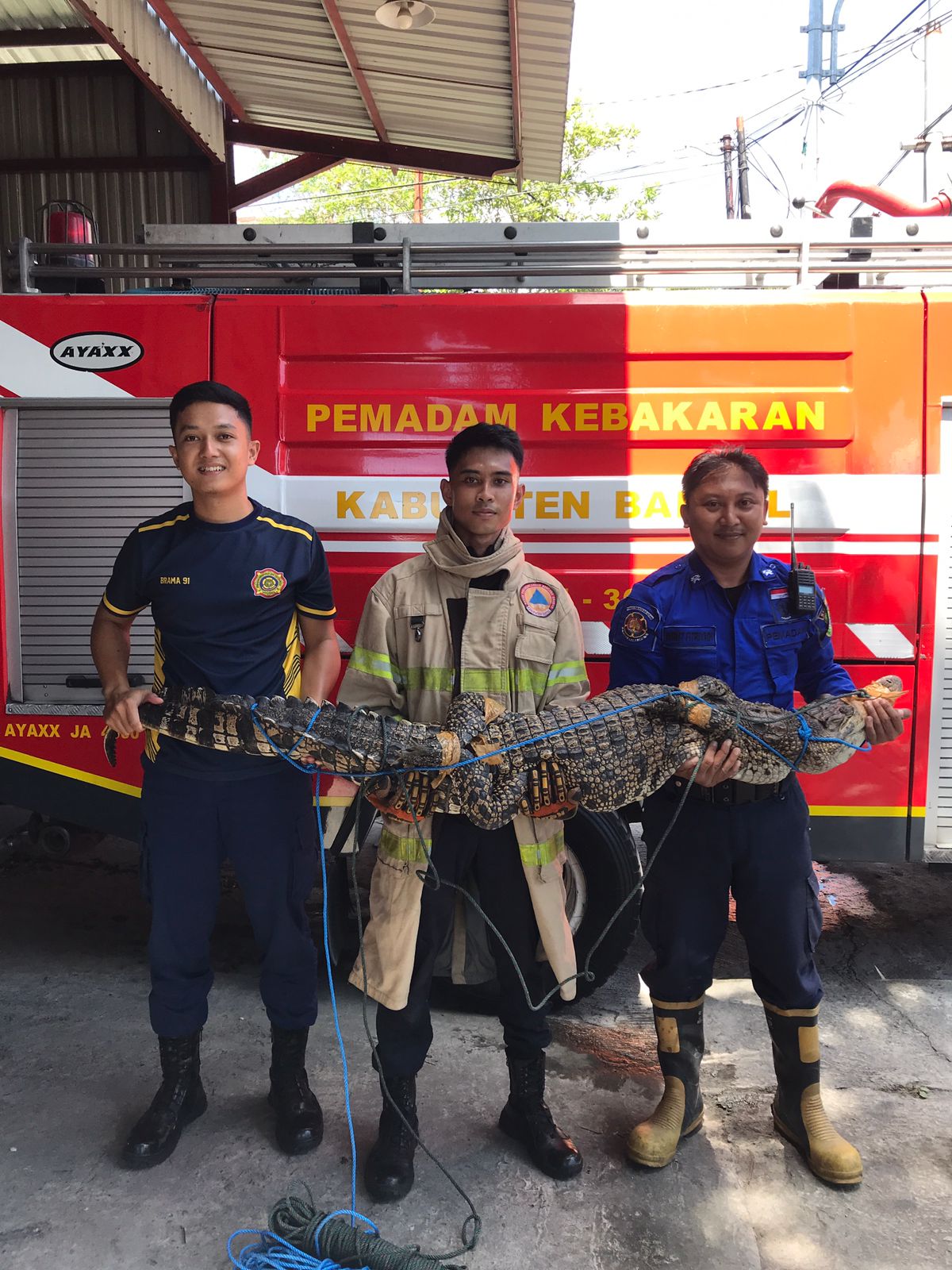 AMAN: Petugas BPBD Bantul menangkap buaya di Jalan Wates Kilometer 3, Padukuhan Sonopakis Lor, Kalurahan Ngestiharjo, Kasihan, Bantul.