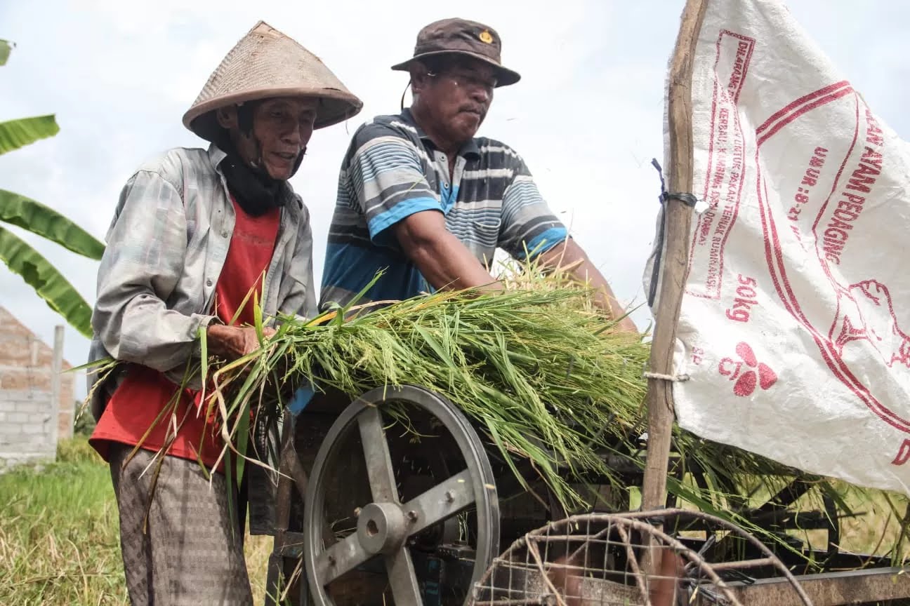 PANEN: Anggota kelompok tani di Daerah Istimewa Yogyakarta.