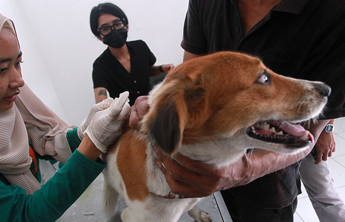 ANTISIPASI : Petugas menyuntikkan vaksin pada anjing saat vaksinasi rabies gratis di Poliklinik Hewan Tegalturi, Kota Jogja, (20/2).