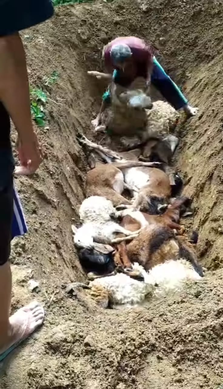 Kambing-kambing miliki Pak Rohmat yang dikubur setelah mengalami mati secara mendadak