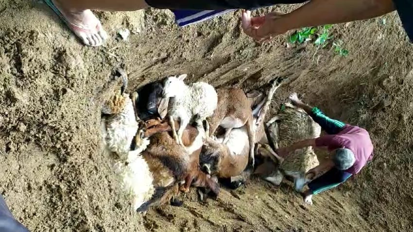Puluhan kambing dilaporkan mati mendadak di Padukuhan Sawur, Kalurahan Sawahan, Ponjong, Kabupaten Gunungkidul.