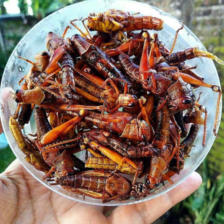 Belalang goreng adalah satu kuliner ekstrem khas Gunungkidul.