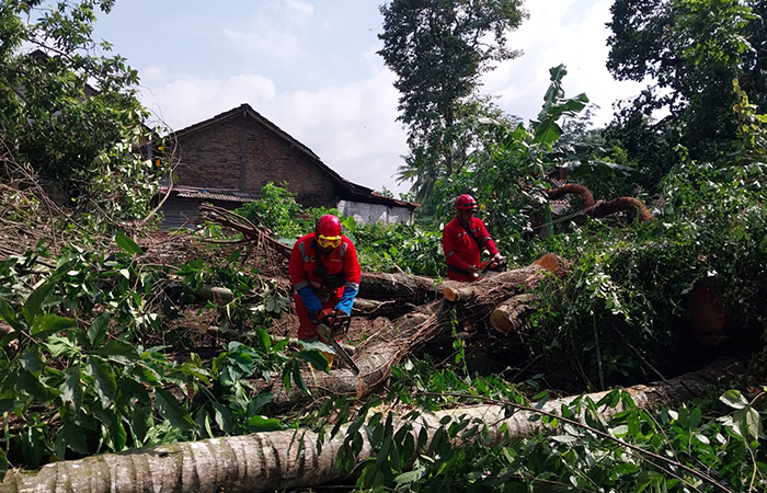 WASPADA: Petugas BPBD Sleman dan relawan melakukan evakuasi pohon tumbang dampak angin kencang kemarin (25/2).PUSDALOPS BPBD SLEMAN