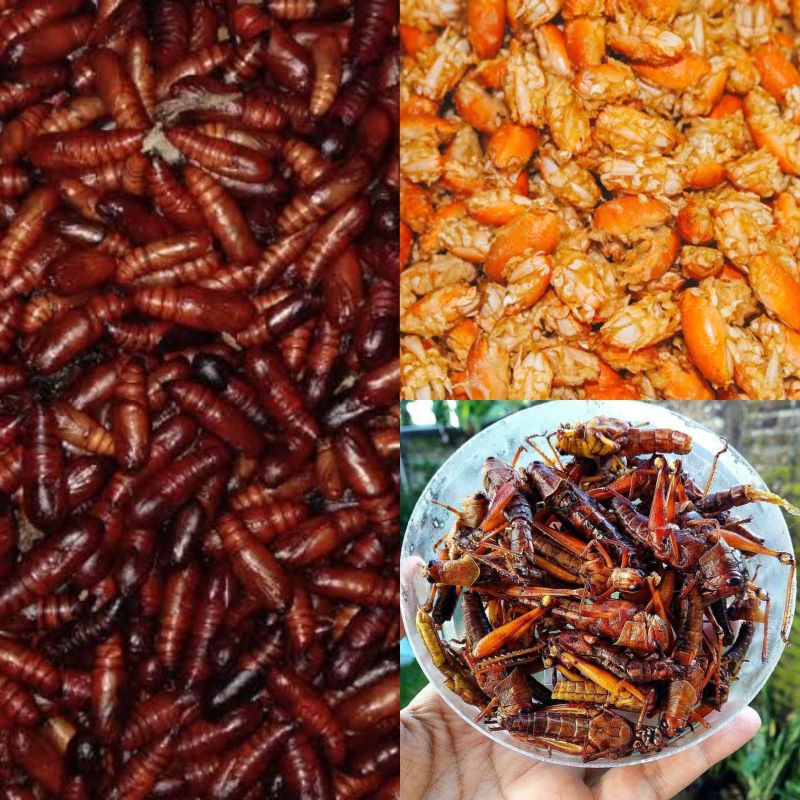 Belalang goreng, Ulat Jati dan Kutu Laut kuliner ekstren ini dapat kamu temui di Gunungkidul, DIY.
