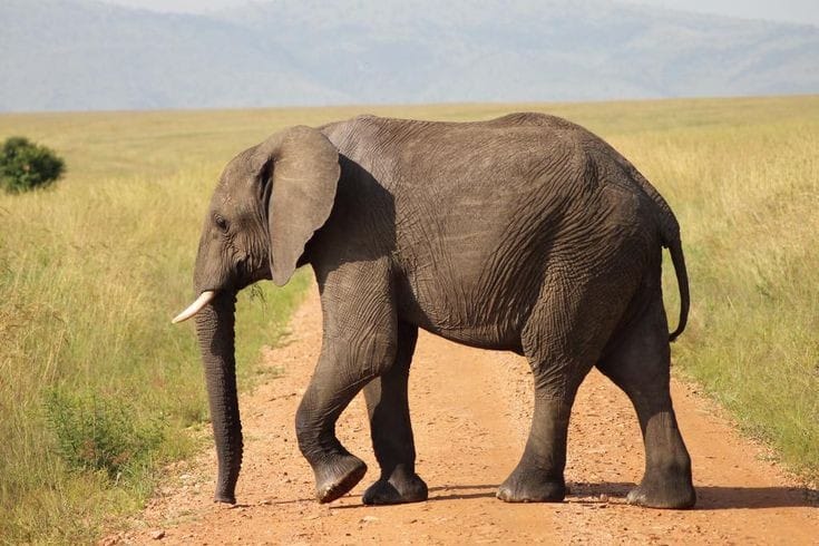 Gajah liar yang terancam punah, kini mereka dilindungi