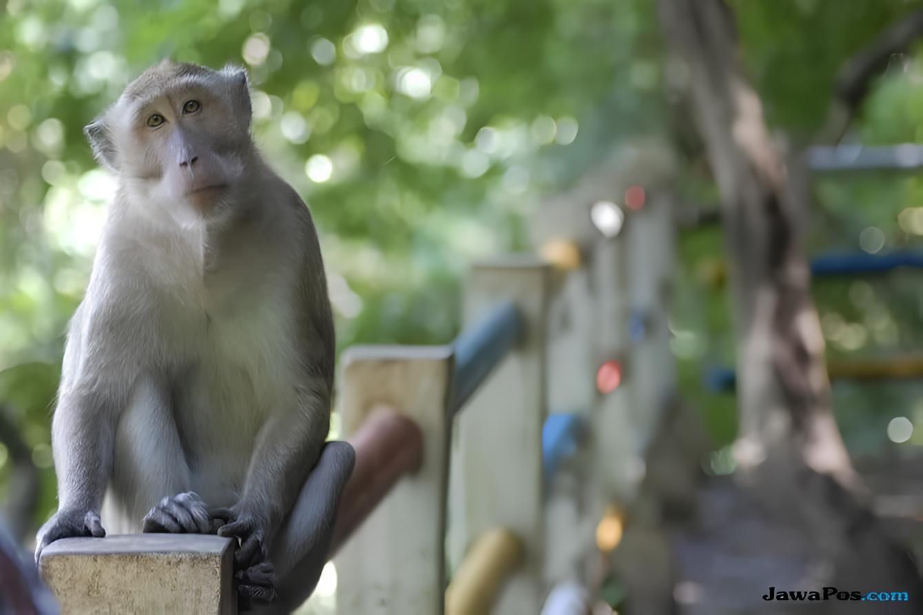 Monyet ekor panjang kerap mengganggu lahan pertanian dan perkebunan milik warga.