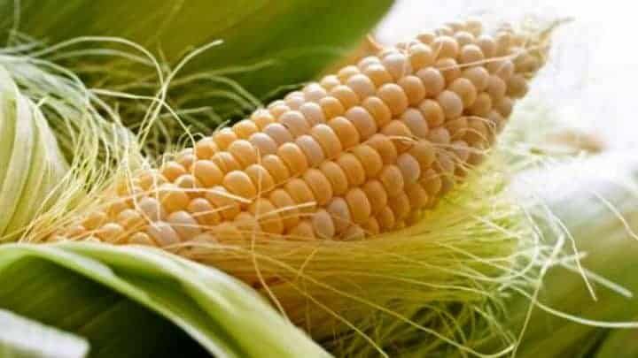 S0erabut jagung yang ternyata memiliki manfaat