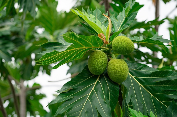 Daun sukun