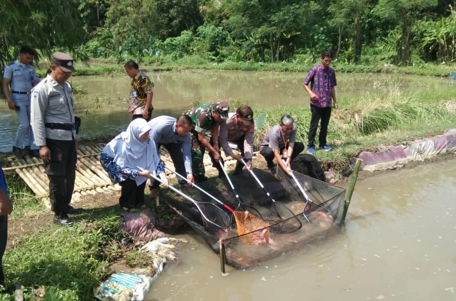 SUKSES: DP3 Sleman saat melakukan panen dengan inovasi Sibudi Dikucir di kolam Kelompok Mina Makmur Kedungprahu, Sendangrejo, Minggir.