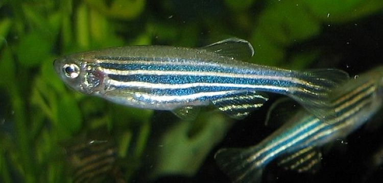 Ikan Zebra: Bintang Baru dalam Penelitian Medis yang Mengungkap Rahasia Penyakit Manusia